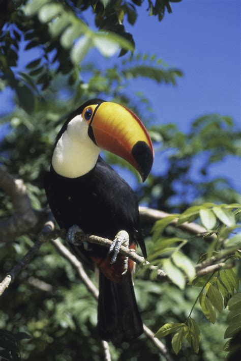 Animals In The Rain Forest That Compete For The Same Food Sciencing