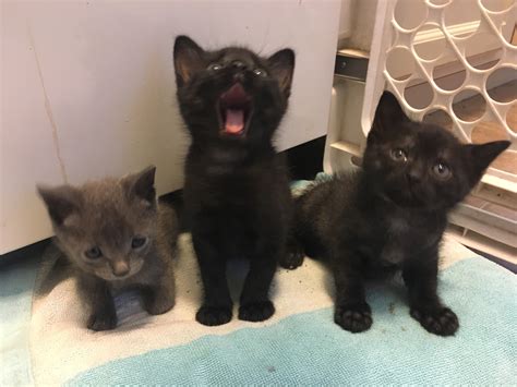 The Cat House On The Kings Kittens Kittens So Many Kittens Kings