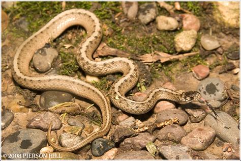 Flickriver Photoset Brown Snake Storeria Dekayi By Pierson Hill