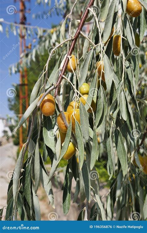 Identifying Trees By Their Fruit