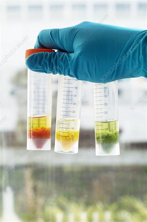 Pesticide residue analysis - Stock Image - E840/0439 - Science Photo ...