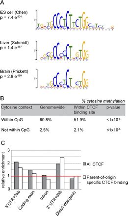 Genome Wide And Parental Allele Specific Analysis Of CTCF And Cohesin