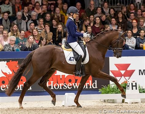 Kwpn Stallion Kilimanjaro Sold To Australian Young Rider Jessica Dertell