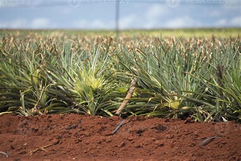 pineapple plantation in hawaii 12221867 Stock Photo at Vecteezy