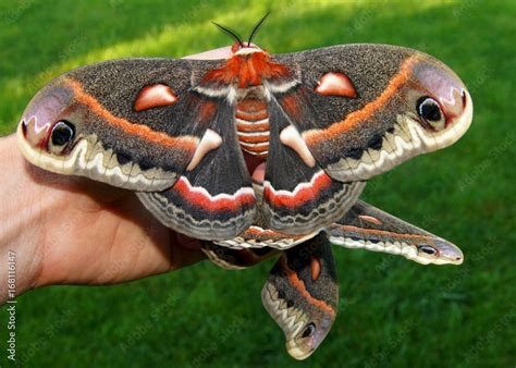 The Beautiful Giant Silk Moth Butterfly Called Cecropia Moth