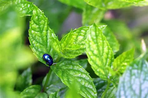 Exactly How To Grow Mint From Seed [full Guide] Gardening Chief