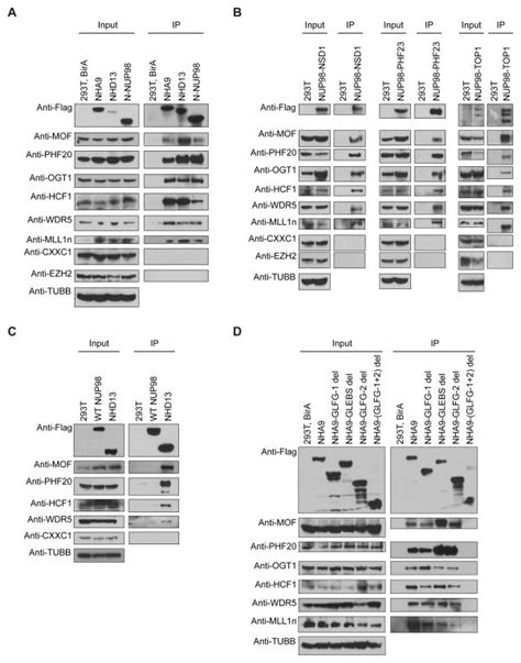 Nup98 Fusion Proteins Interact With The Nsl And Mll1 Complexes To Drive Leukemogenesis