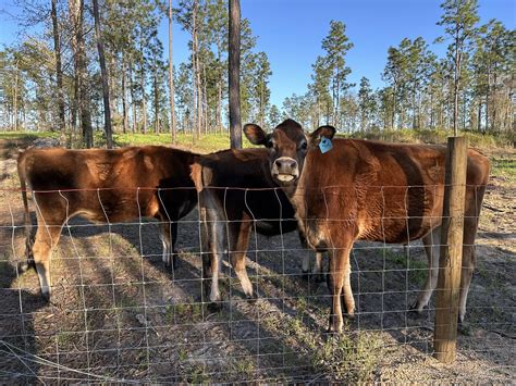 wynn haven animal 8