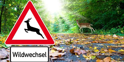 Vorsicht Vor Wildwechsel Das Sollten Sie Beachten Blog Dacia