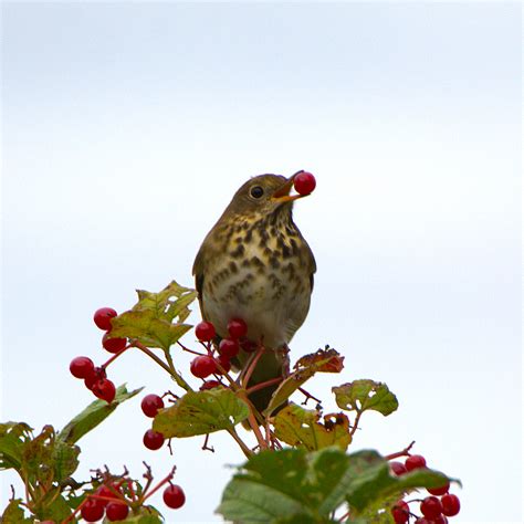 Seed Dispersal: How Plants Get Around | Gulo in Nature