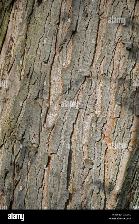 Silver Maple White Maple Bird S Eye Maple Acer Saccharinum Bark