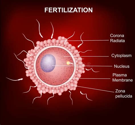 Human Egg Cell Structure