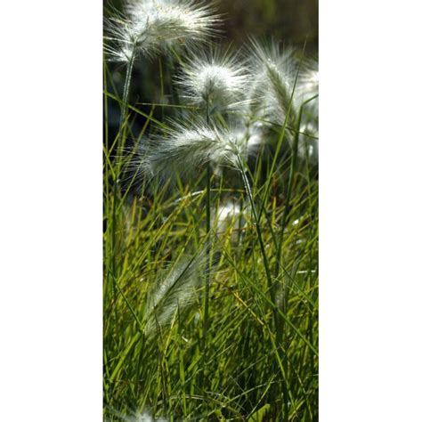 Gramin E Moyenne Pennisetum Villosum Herbe Aux Couvillons