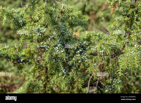 common juniper juniperus communis stock photo alamy