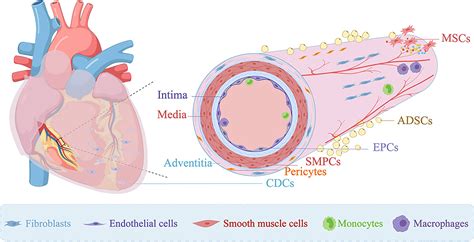 Resident Stem Cells In The Heart