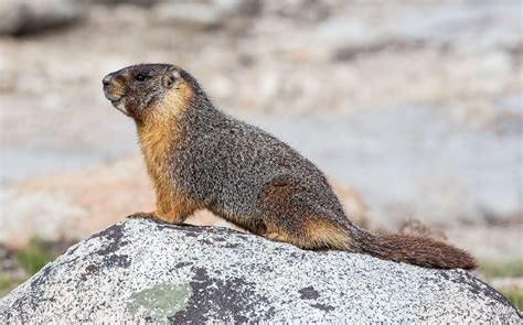 Colorados Small Mammals Part I Rodents Colorado Virtual Library