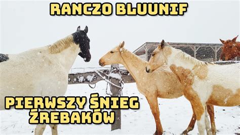 Nasze Stadko Na Niegu Pierwszy Nieg Tej Zimy Youtube