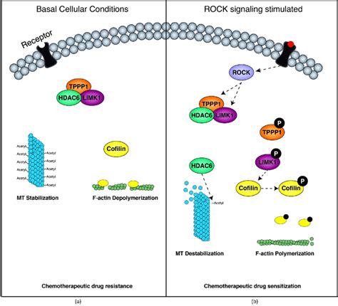 The Limk Tppp Hdac Complex Regulates Tubulin And Actin Stability In