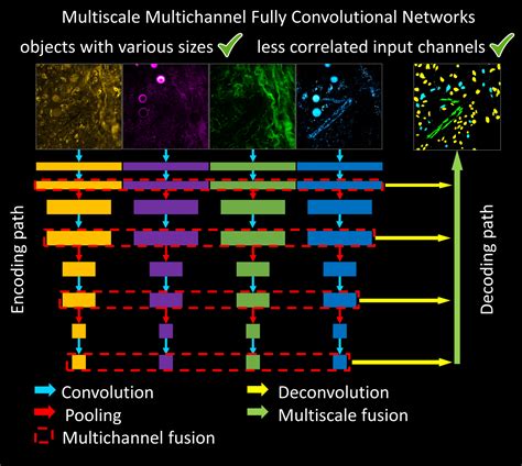 Ai Driven Multiphoton Microscopy For Biomedical Applications