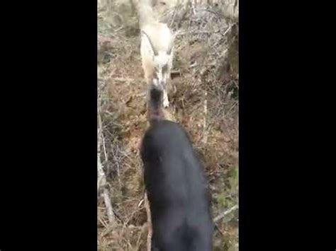 Fucking Goats Me Loves Them So Fuck Off YouTube