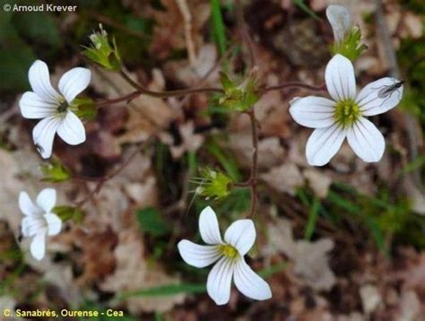 Saxifraga Granulata Flores De Los Caminos A Santiago