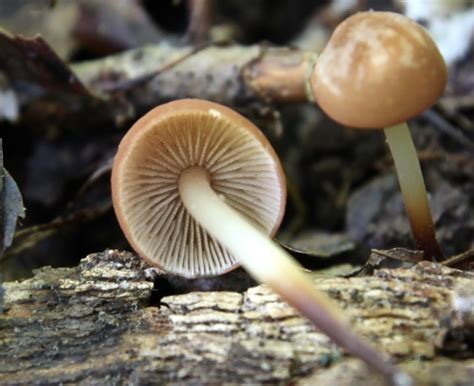 Marasmius cohaerens va Guía general de Macrohongos de Costa Rica