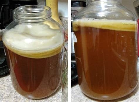 Qué Es Y Cómo Preparar Kombucha Bebida Probiótica Ancestral Con Altos Beneficios Para La Salud