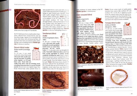 Field Guide To The Reptiles Of The Northern Territory Nokomis