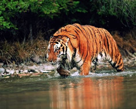 🔥 [49+] Wild Animals HD Wallpapers | WallpaperSafari