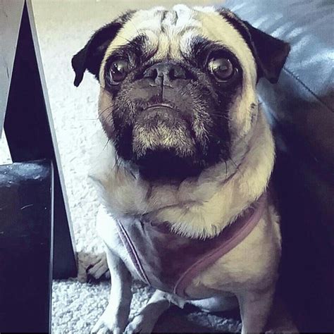 i love pugs: Showing off my underbite #pug #pearlywhites...