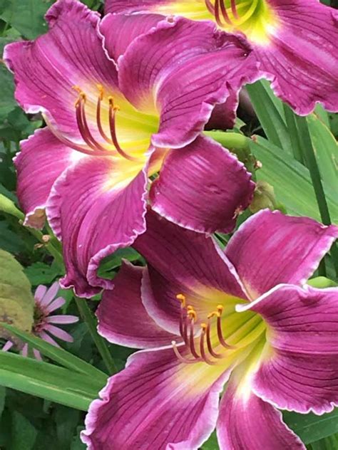 Indian Giver Oakes Daylilies