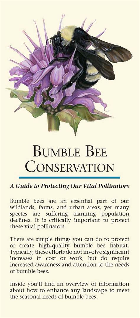 Bumble Bee Conservation | Xerces Society