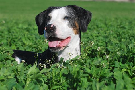 Ealc European Association Of Louisiana Catahoulas