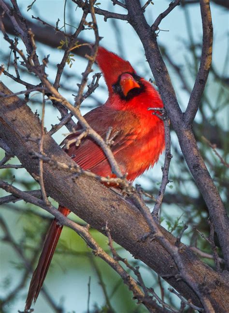 Feather Tailed Stories Southwest Northern Cardinal Pyrrhuloxia