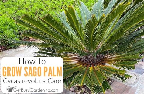 Sago Palm Care Guide How To Grow Cycas Revoluta