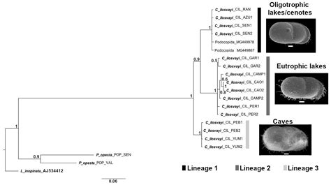 Diversity Free Full Text Subterranean Waters Of Yucatán Peninsula