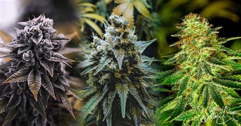 9 Best Kush Strains WeedSeedShop