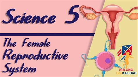 Grade 5 Female Reproductive System Science 5 K12 Video Lesson Youtube