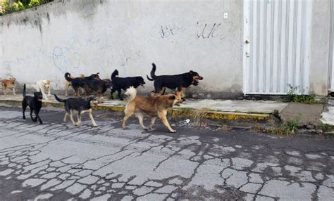 Qué pasa en Tehuacán con la crisis animal El Universal Puebla