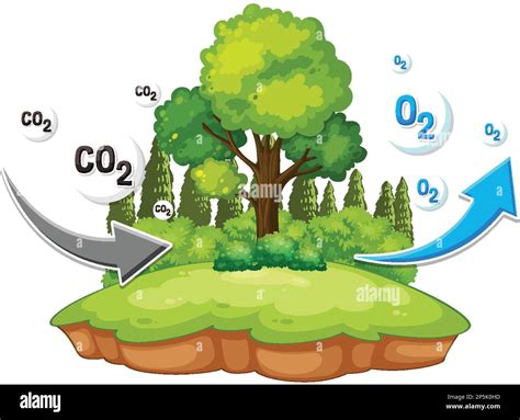 Oxygen Cycle Diagram For Science Education Illustration Stock Vector