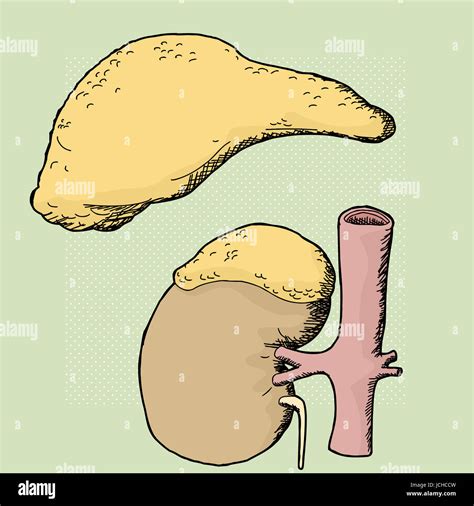 Anatomia Dei Reni E Delle Ghiandole Surrenali Immagini E Fotografie