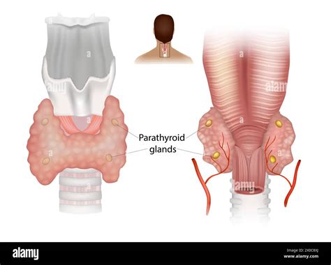 Diagram Showing Structures In The Human Neck Superior And Inferior