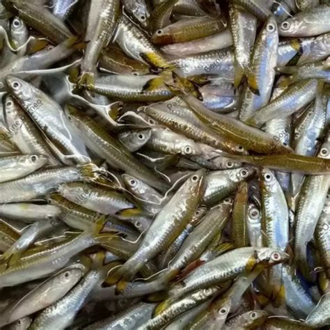 jual ikan seluang saluang saluwang  kg fresh shopee indonesia