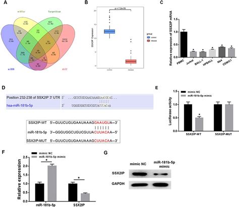 Mirna B P Modulates Cell Proliferation Cell Cycle And Apoptosis