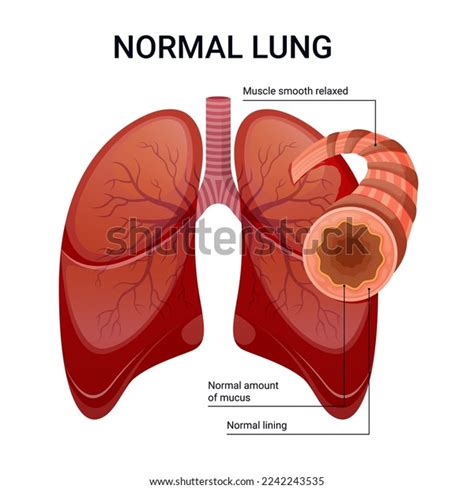 Healthy Lungs Vector Diagram Illustration Stock Vector (Royalty Free ...