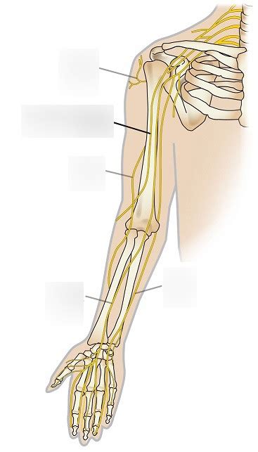 Nerves Of The Upper Extremity Diagram Quizlet