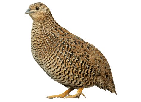 die wachtel huhn infos tipps zu den wachteln