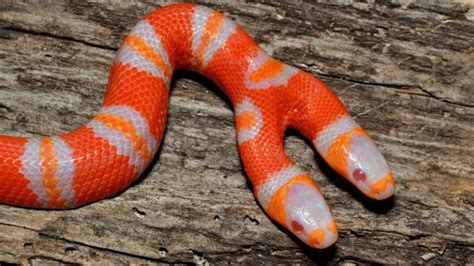 O Que Significa Sonhar Com Cobra De Duas Cabeças