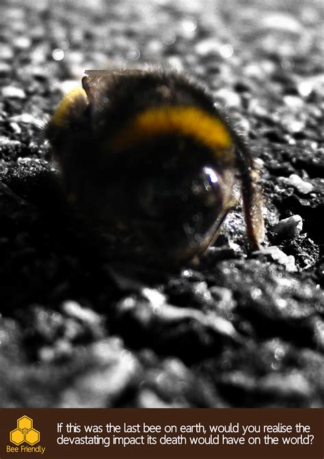 Bee Friendly- Bee Conservation Campaign :: Behance