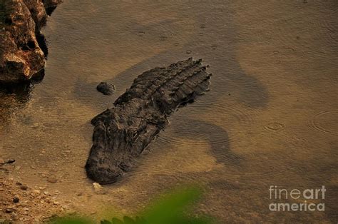 Big Alligator in the water Digital Art by Leslie Gilbertson | Fine Art ...